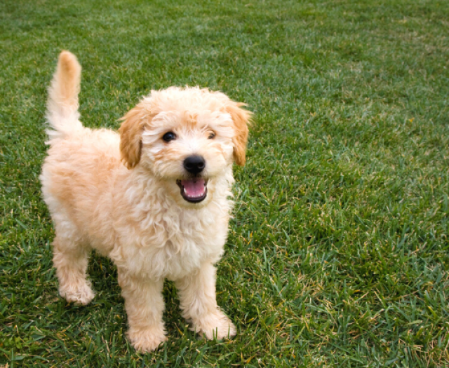 mini goldendoodle puppy