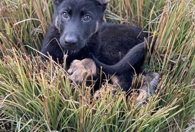 German Shepherd Amos King