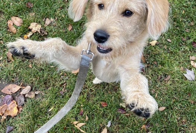 Miniature Labradoodle