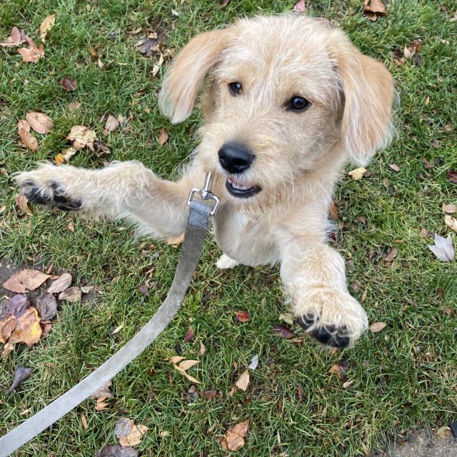 Miniature Labradoodle