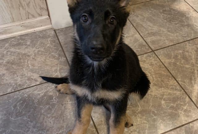 Amazing dog