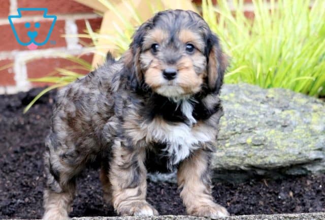 Charlie Brown Poodle Mix 1-001