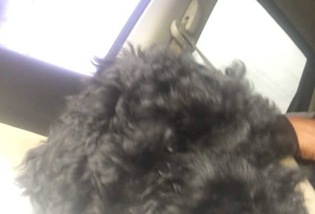 Cockerpoo pup