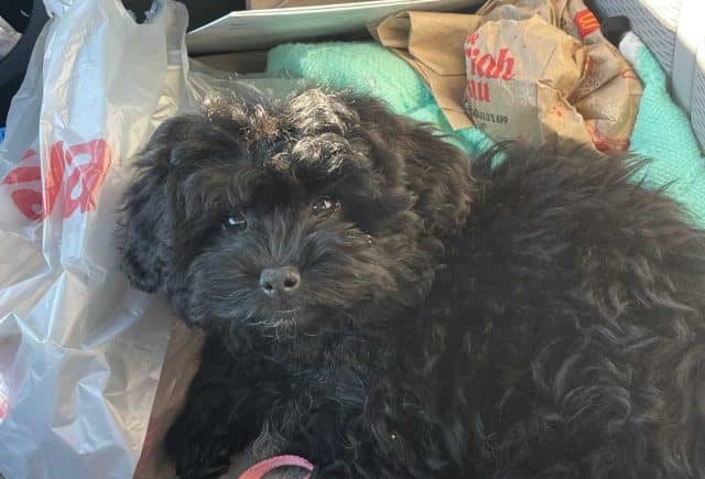Sage- shihpoo