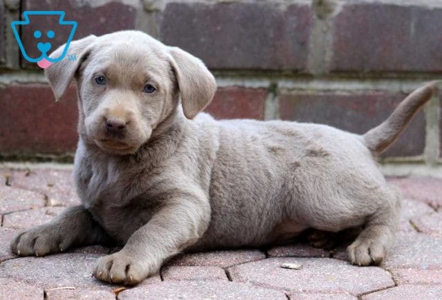 Sassy Silver Lab2