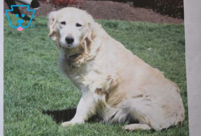 Momma-Trixie
