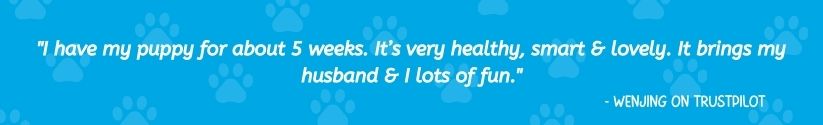 Review of Keystone Puppies on quote graphic