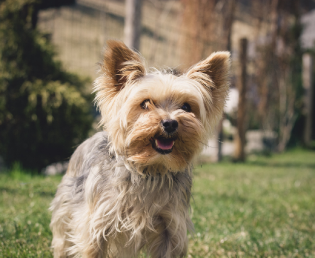 yorkie puppies for sale