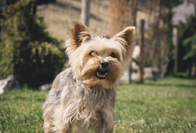 how can you tell if a yorkie is purebred