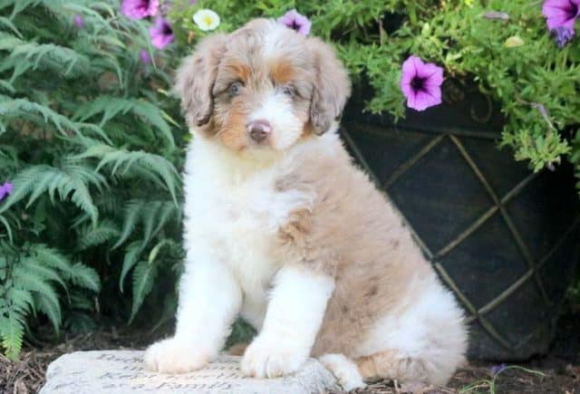 Aussiedoodle puppies for sale