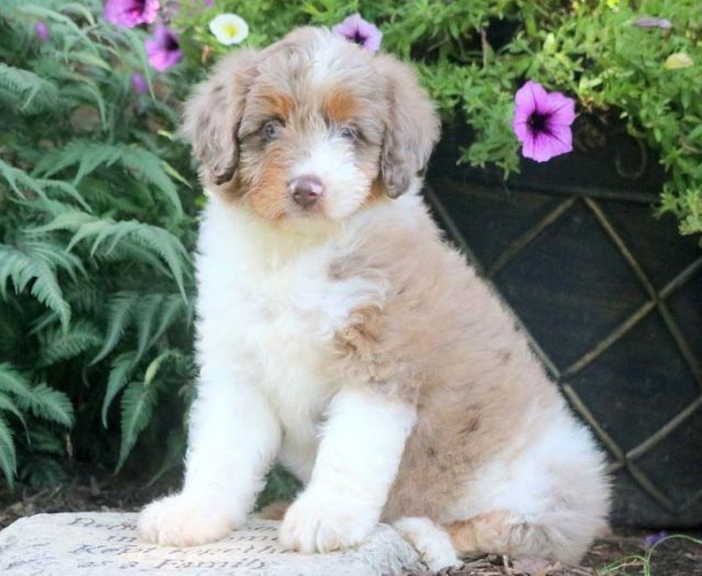 Aussiedoodle puppies for sale