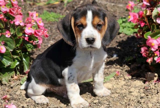 Beagle puppies for sale