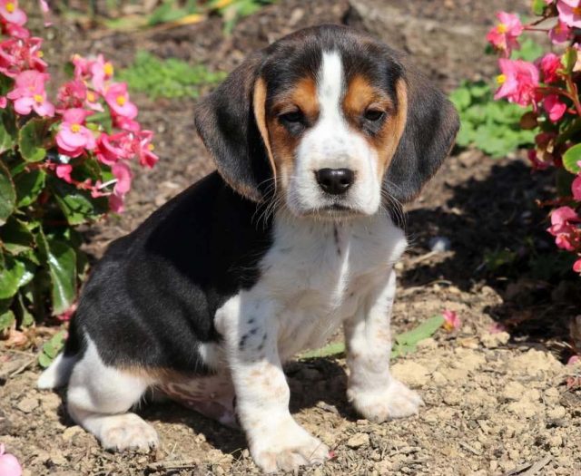 Beagle puppies for sale