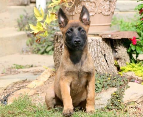 Belgian Malinois