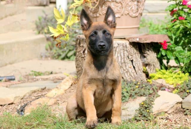 Belgian Malinois puppies for sale