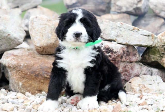 bernedoodle puppies for sale