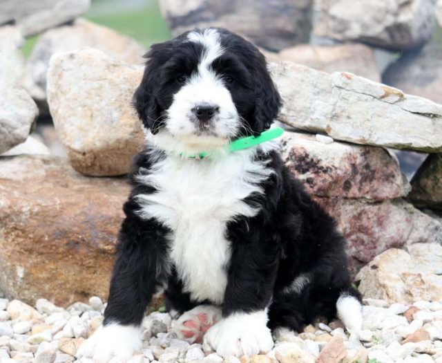 bernedoodle puppies for sale