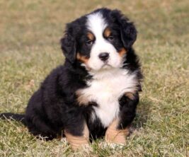 Bernese Mountain Dog