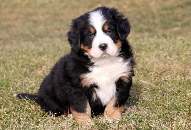 bernese mountain dog puppies for sale