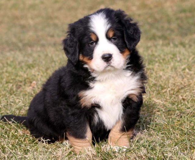 Bernese Mountain Dog