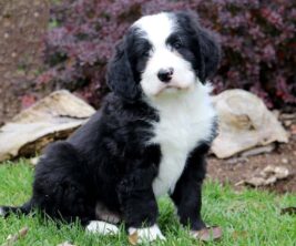Bernese Mountain Dog Mix
