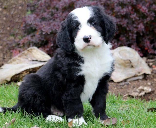 Bernese Mountain Dog Mix