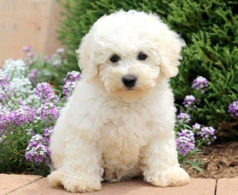 Bichon Frise