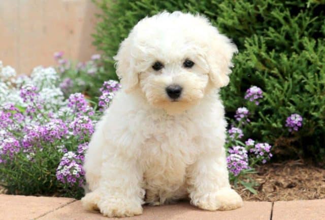 bichon frise puppies for sale