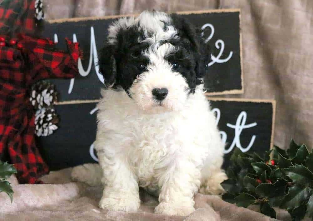 Bichon Mix Puppies For | Puppy Adoption | Keystone Puppies