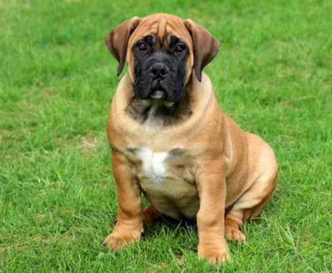 Boerboel - South African