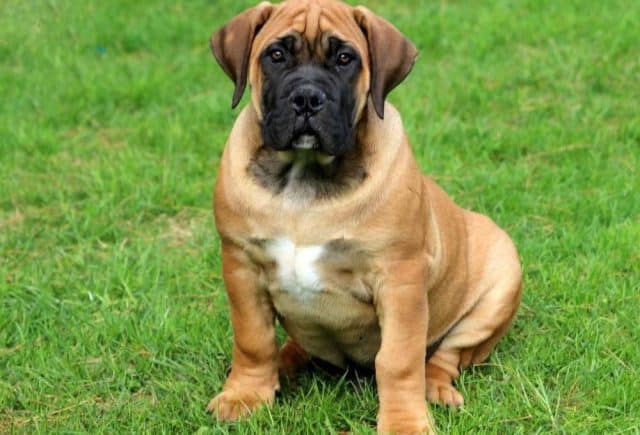 Boerboel puppies for sale