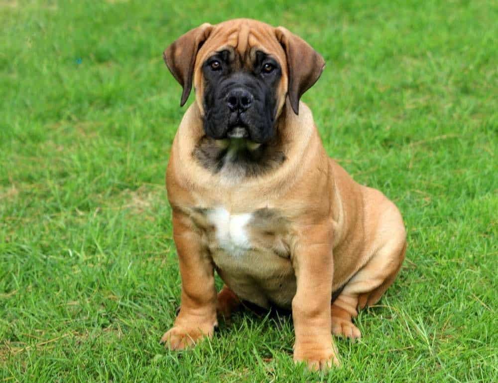 are boerboel hypoallergenic