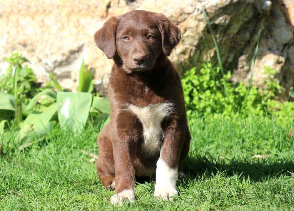 Border Collie Mix Puppies For Sale Keystone Puppies Border Collie Mix Puppies For Sale Keystone Puppies