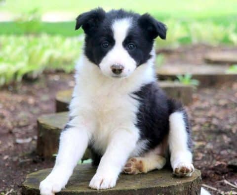 Border Collie Rescue Dogs for Adoption near Louisville, Kentucky, PetCurious