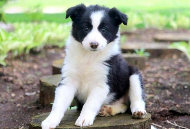 border collie puppies for sale