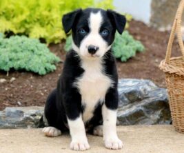 Border Collie Mix