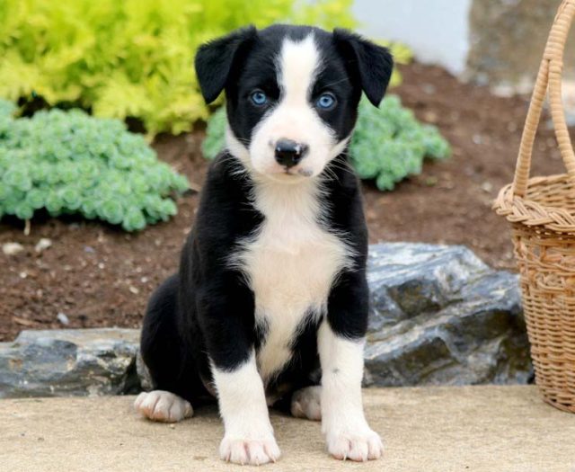 Border Collie Mix