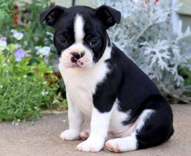  Boston Terrier