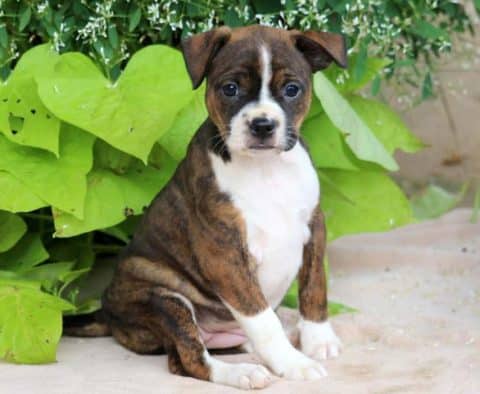 Boston Terrier Mix