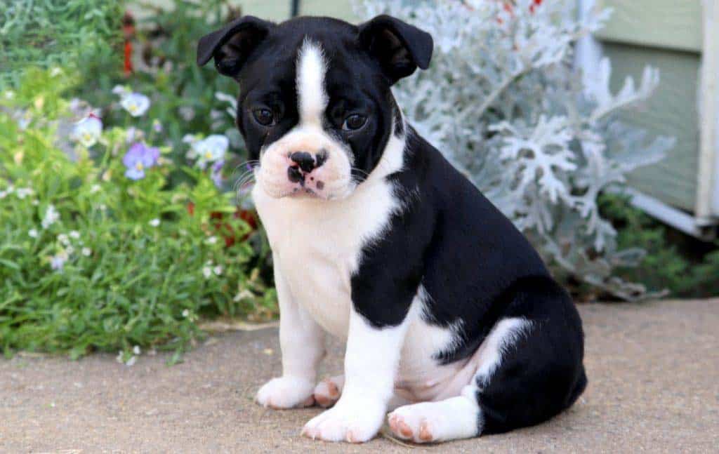 how big do boston terrier puppies get