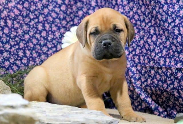 Bullmastiff