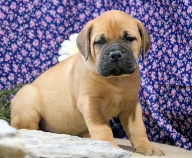  Bullmastiff