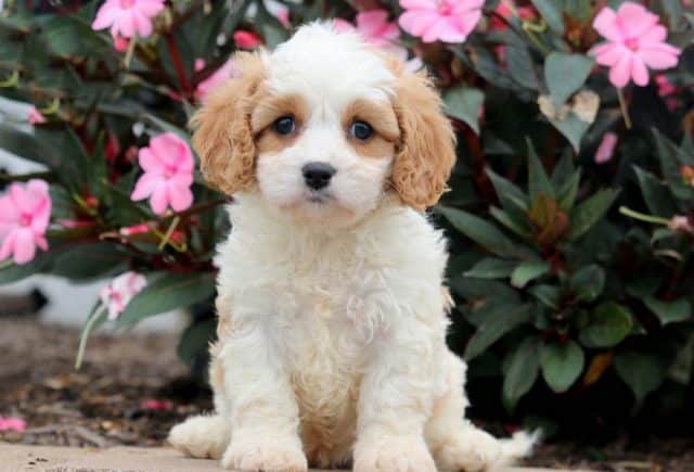 cavachon puppies for sale