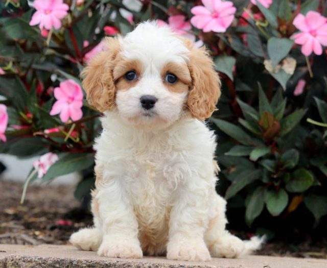 cavachon puppies for sale