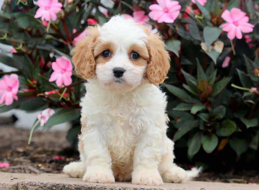 Cavachon Puppies For Sale | Puppy Adoption | Keystone Puppies