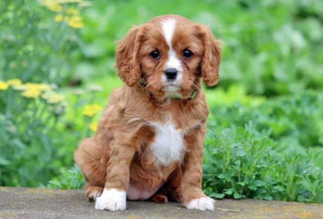 Cavalier King Charles Spaniel Puppies for Sale