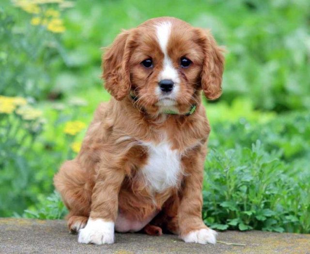 Cavalier King Charles Spaniel