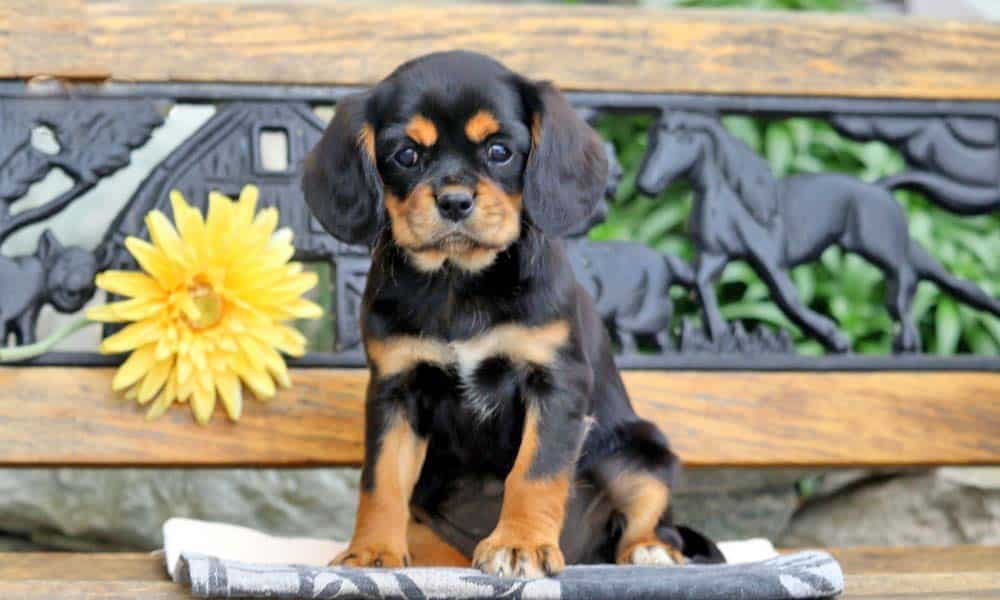 Cavalier Mix Puppies For Sale | Adoption | Keystone