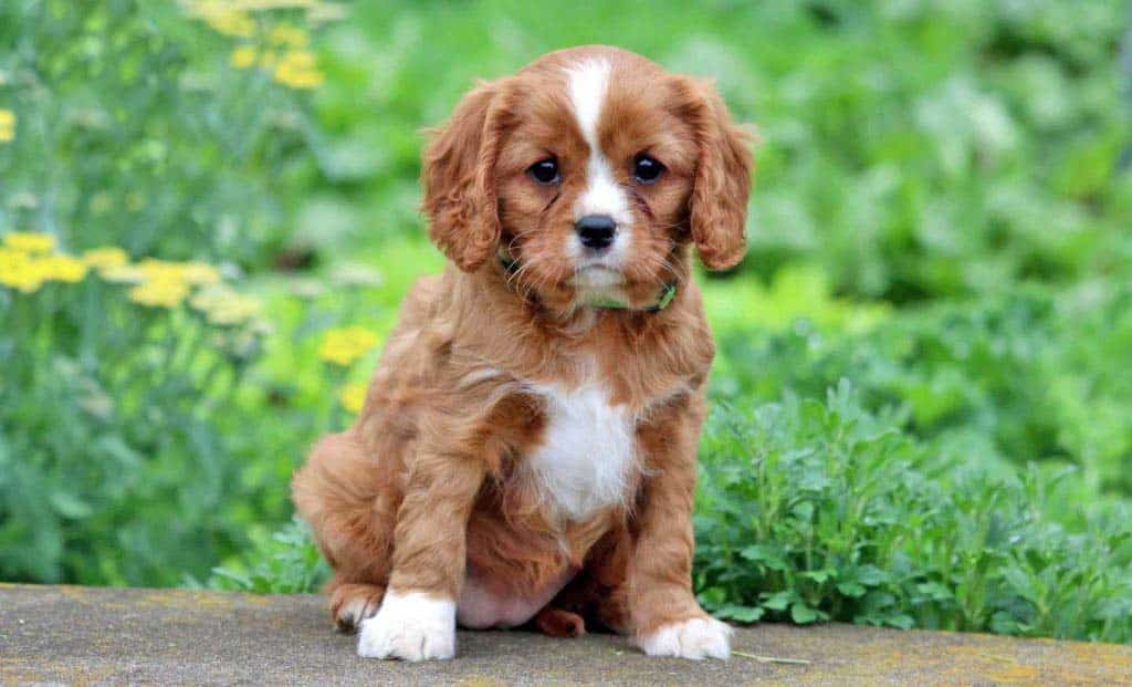 Cavalier King Charles Spaniel puppies available from responsible breeders