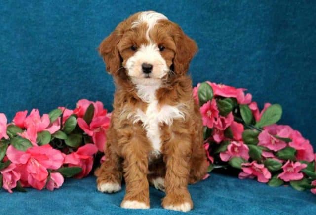 cavapoo puppies for sale